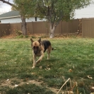 rio-playing-fetch