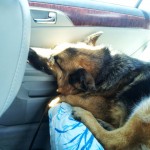 German Shepherd Rescue of the Rockies - Gunni